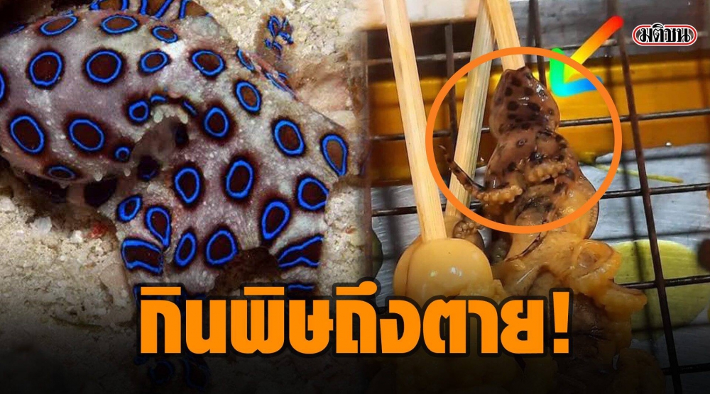 #จะกินหมึกสายต้องสังเกตก่อนกินอาจถึงแก่ชีวิต!!