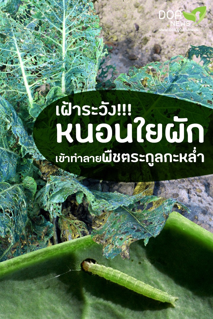 เฝ้าระวัง หนอนใยผัก เข้าทำลายพืชตระกูลกะหล่ำ