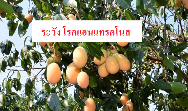 ระวัง โรคแอนแทรคโนส (เชื้อรา Colletotrichum sp.) ในมะปราง มะยงชิด
