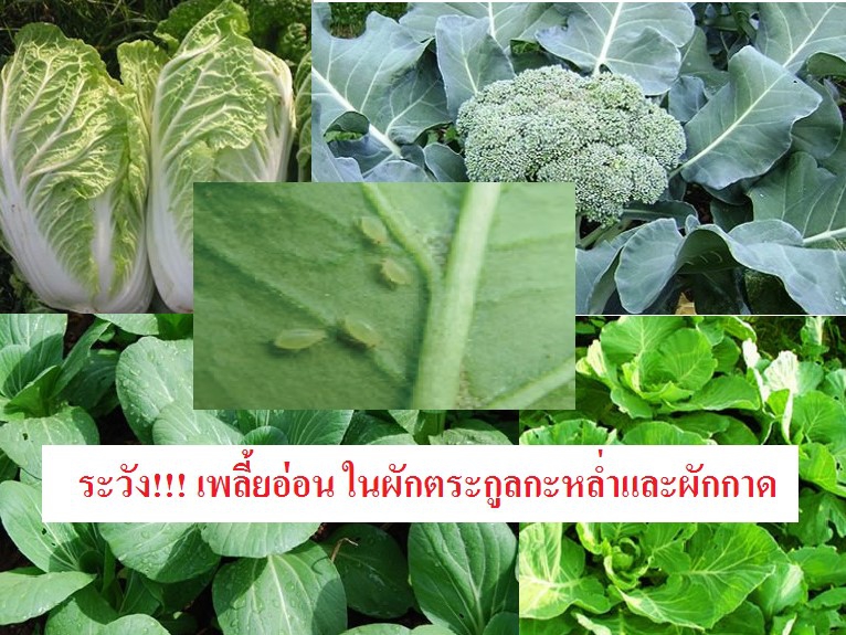 ระวัง!!! เพลี้ยอ่อน ในผักตระกูลกะหล่ำและผักกาด
