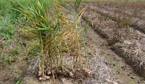 แจ้งเตือนศัตรูพืชระบาด