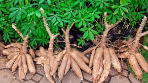 เตือนภัยการผลิตพืช