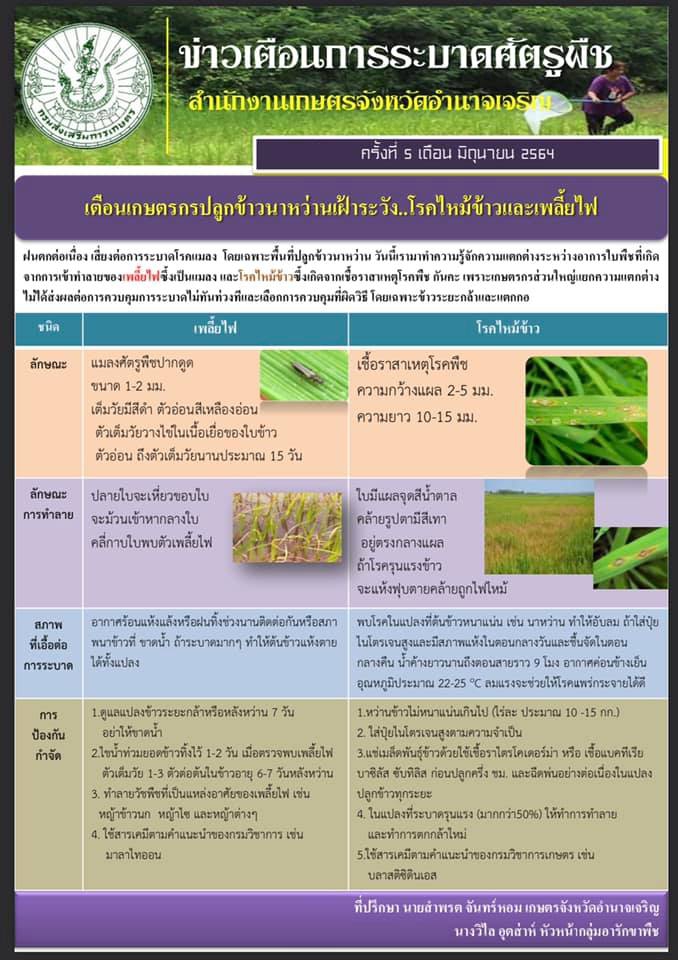 “เตือนเกษตรกรปลูกข้าวนาหว่านเฝ้าระวัง