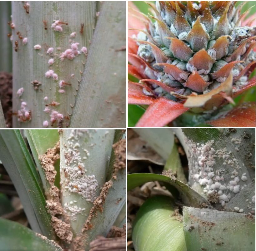 เตือนเกษตรปลูกสับปะรดระวังเพลี้ยแป้ง