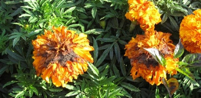 ระวัง โรคดอกเน่า (เชื้อรา Colletotrichum sp.) ในดาวเรือง