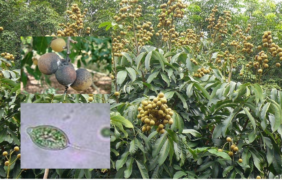 ระวังโรคใบไหม้และผลเน่าหรือโรคราน้ำฝน