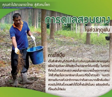 การยางแห่งประเทศไทย