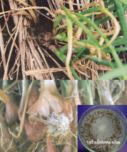 ระวังโรคหัวและรากเน่า(เชื้อราSclerotiumrolfsii)