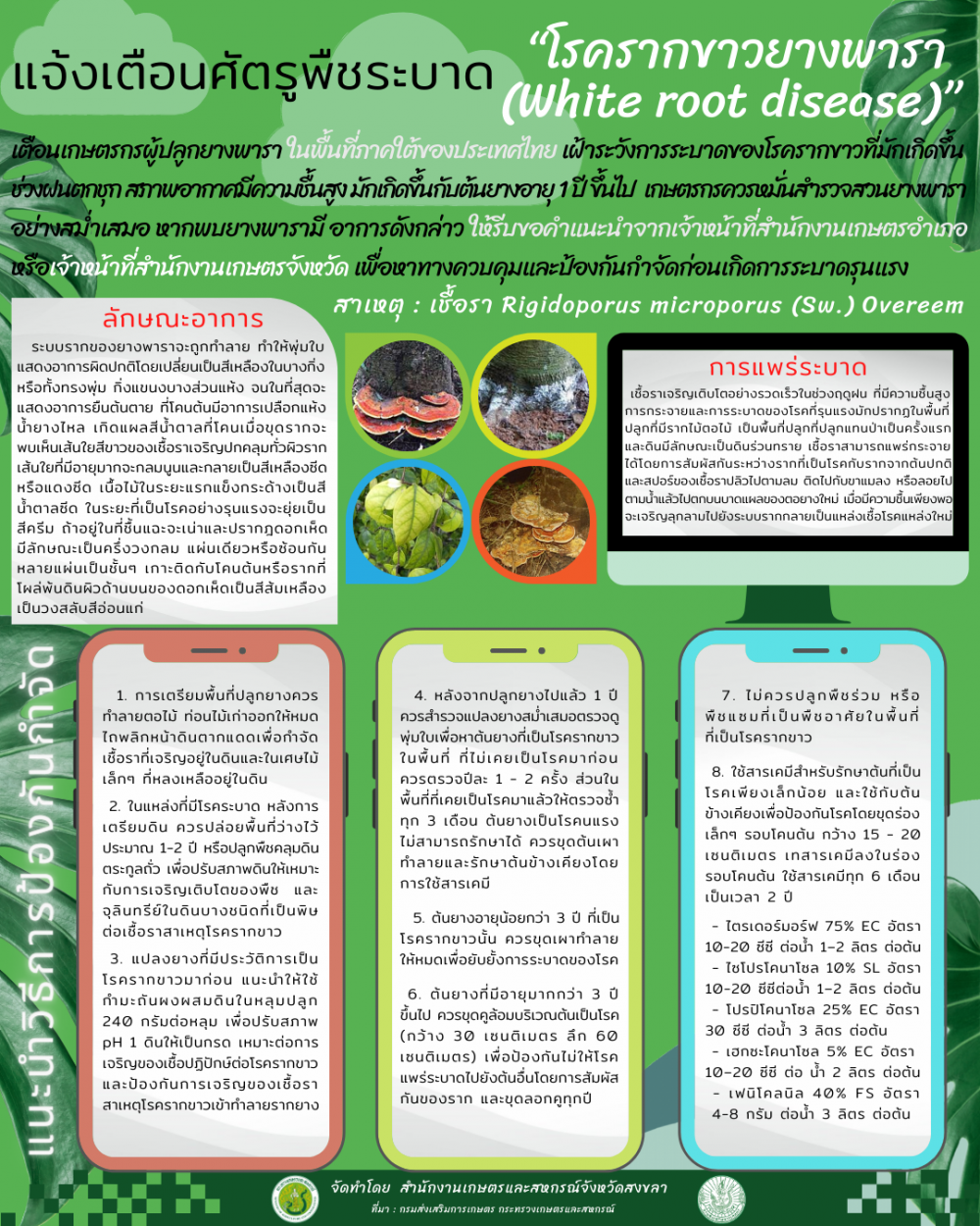 แจ้งเตือนศัตรูพืชระบาด “โรครากขาวยางพารา (White root disease)”