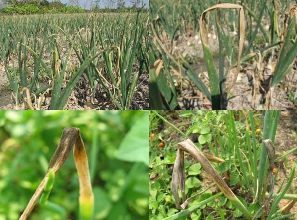 ระวังโรคใบไหม้(เชื้อราStemphyliumvesicarium)ในหอมแดง,