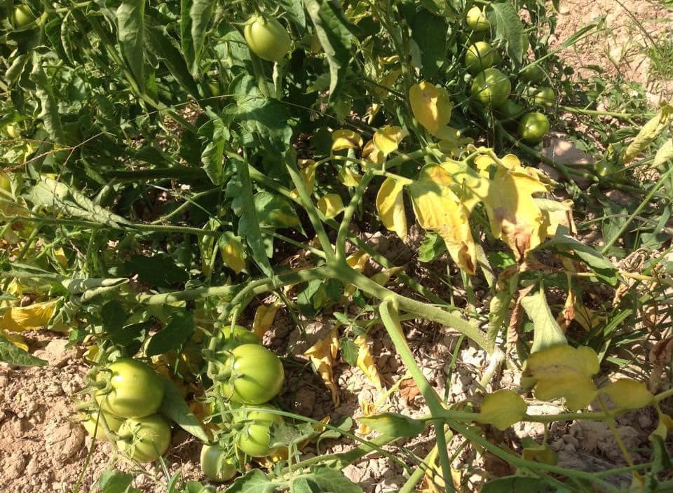 โรคพืชที่เกิดจากเชื้อรา Fusarium Oxysporum fsp. lycopersici