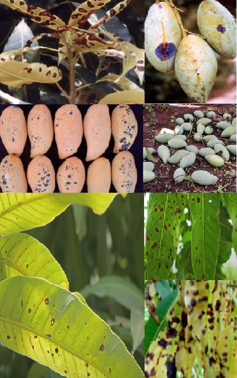 ระวัง โรคแอนแทรคโนส (เชื้อรา Colletotrichum gloeosporioides) ในมะม่วง