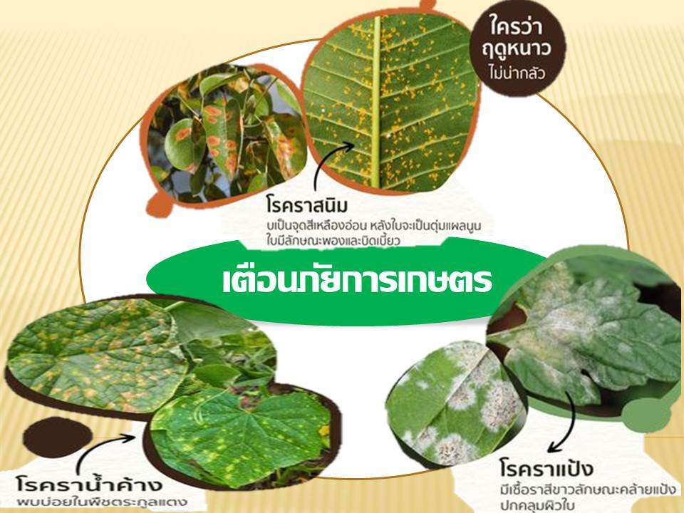 เตือนภัยการเกษตร ช่วงฤดูหนาว