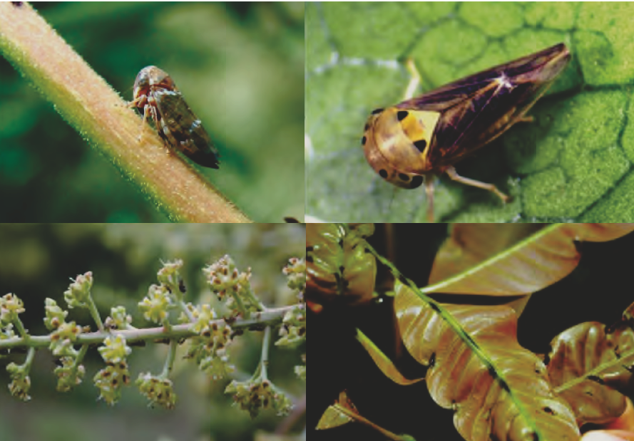 ระวัง เพลี้ยจักจั่นมะม่วง ในมะม่วง