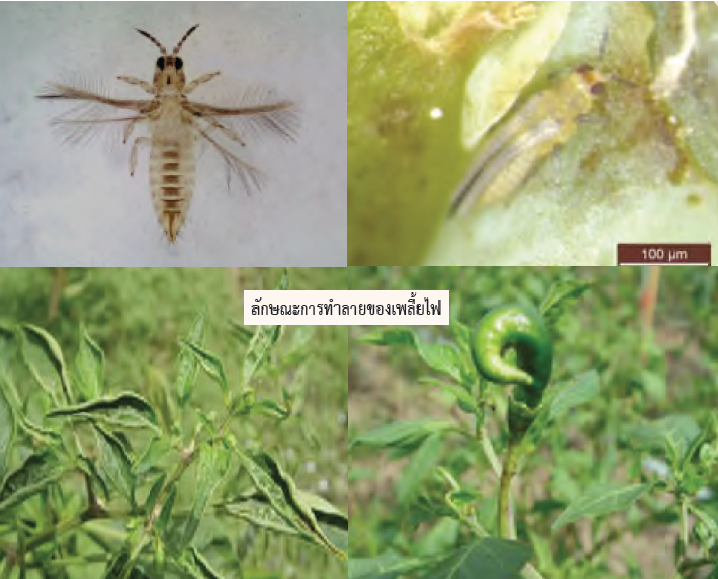ระวัง เพลี้ยไฟพริก