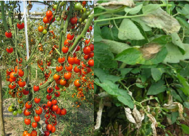 ระวัง โรคใบไหม้ (เชื้อรา Phytophthora infestans) ในมะเขือเทศ