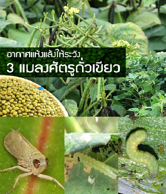 อากาศแห้งแล้งให้ระวัง 3 แมลงศัตรูถั่วเขียว