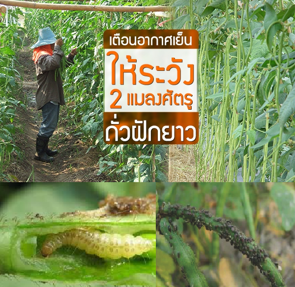 เตือนอากาศเย็นให้ระวัง 2 แมลงศัตรูถั่วฝักยาว