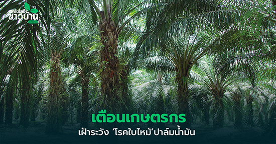 เตือน โรคใบไหม้ (เชื้อรา Curvularia oryzae) ในปาล์มน้ำมัน