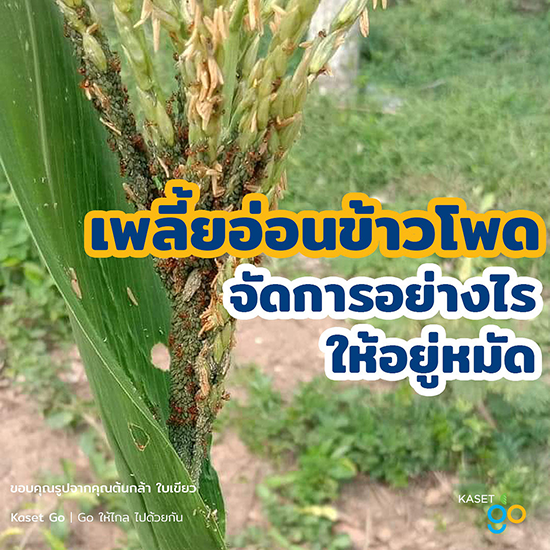 เตือนการระบาด เพลี้ยอ่อน ในข้าวโพด