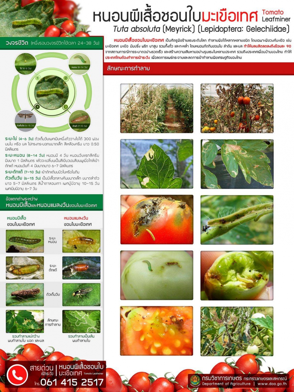 ระวัง!! หนอนผีเสื้อชอนใบมะเขือเทศ