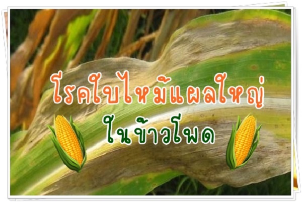 เตือนการระบาด โรคใบไหม้แผลใหญ่ในข้าวโพด