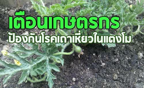 เตือนการระบาด โรคเหี่ยวในแตงโม