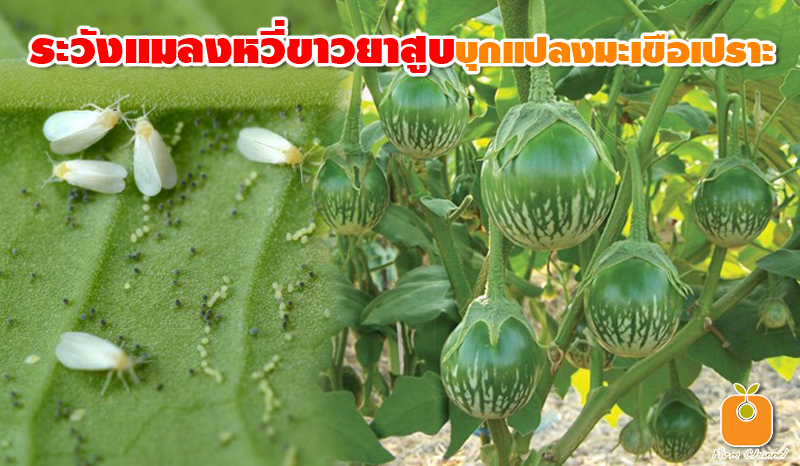 เตือนการระบาด แมลงหวี่ขาวยาสูบ ในมะเขือเปราะ