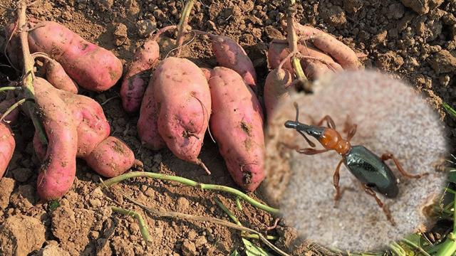 เตือนการระบาด ด้วงงวงมันเทศระบาด