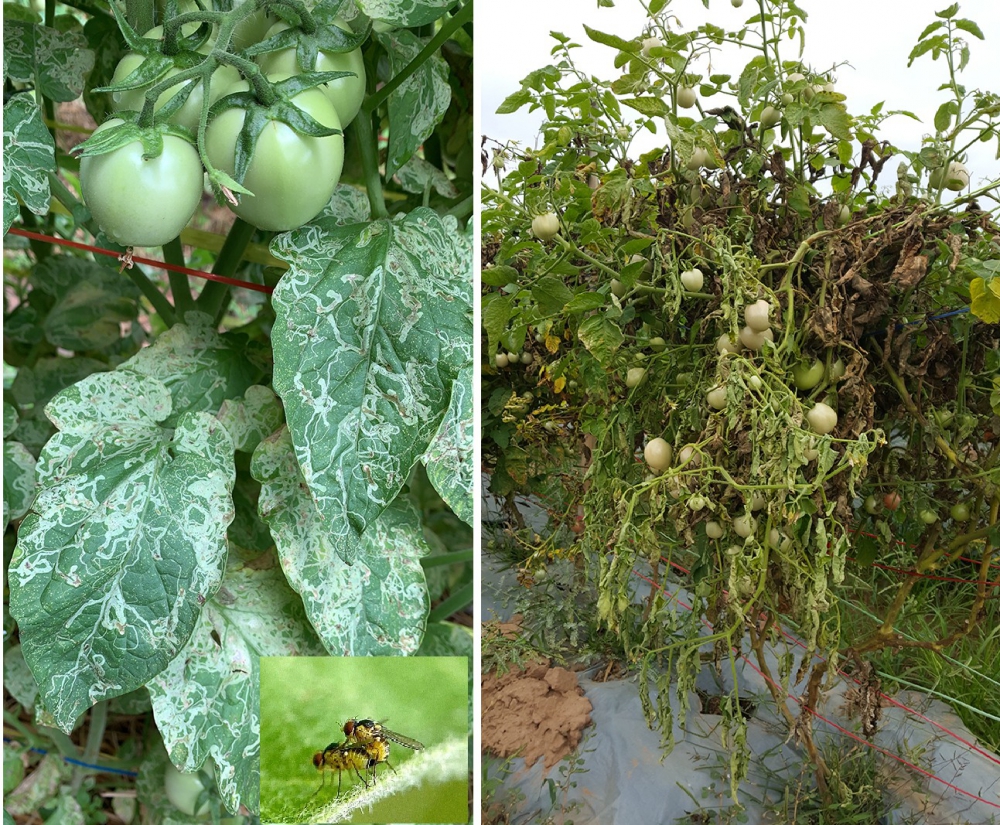ระวังหนอนแมลงวันชอนใบและโรคเหี่ยวเขียวในแปลงมะเขือเทศ
