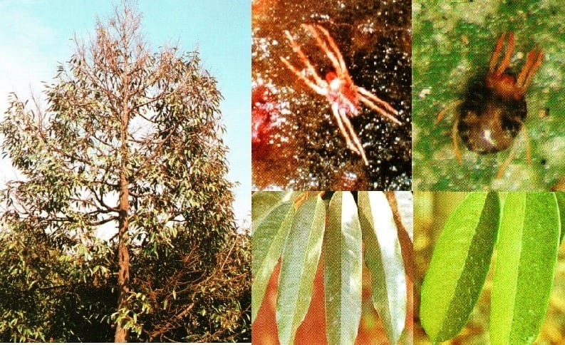 ระวัง!! #ไรแดงแอฟริกันในทุเรียน﻿