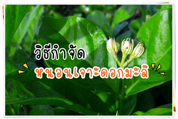 เตือนการระบาด หนอนเจาะดอกมะลิ
