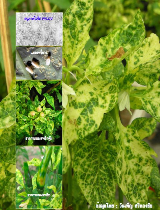 ระวัง โรคใบหงิกเหลืองในพริก