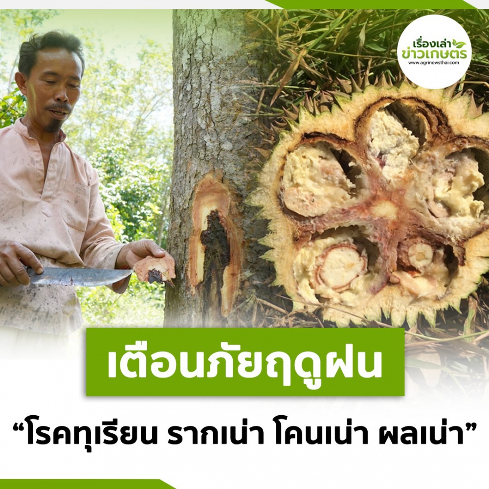 เตือนภัยฤดูฝนเอื้อโรครากเน่า