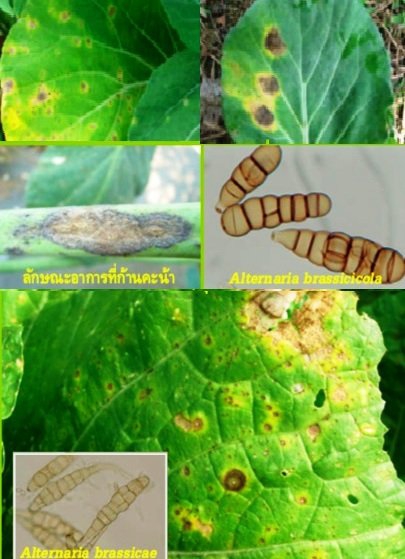 ระวังโรคใบจุด(เชื้อราAlternariabrassicicolaและA.brassicae