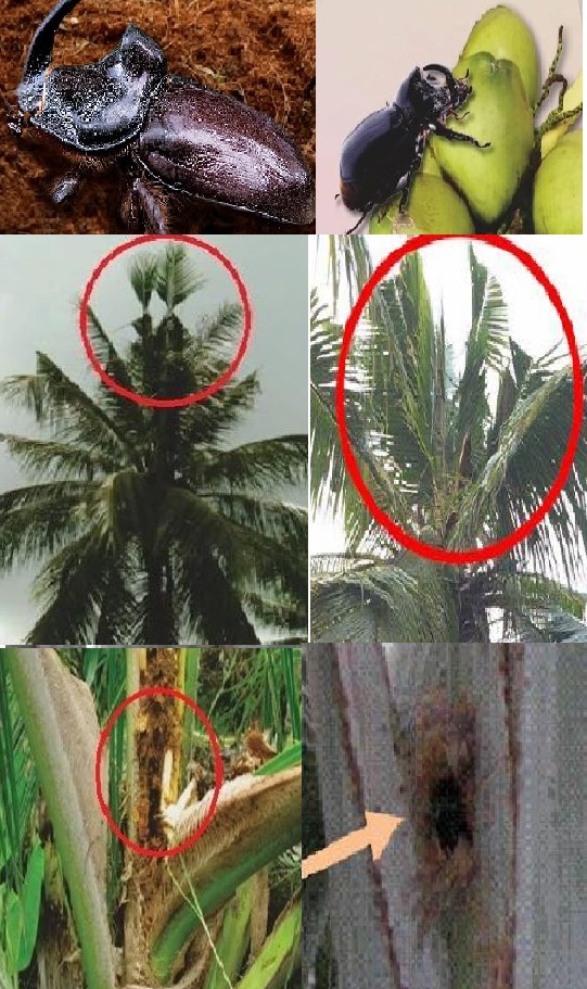 ระวัง!! ด้วงแรดมะพร้าว ในมะพร้าว