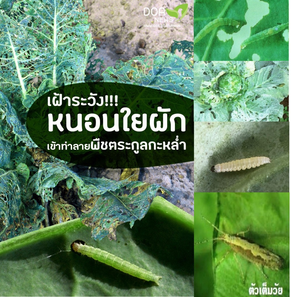 ระวังหนอนใยผักในพืชตระกูลกะหล่ำ