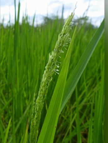 ระวัง...ข้าวกระทบหนาว