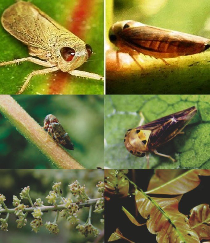 ระวัง !! เพลี้ยจักจั่นมะม่วง