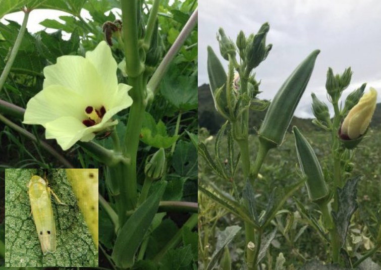 เตือนให้เฝ้าระวังเพลี้ยจักจั่นฝ้ายและโรคเส้นใบเหลืองระบาดในกระเจี๊ยบเขียว