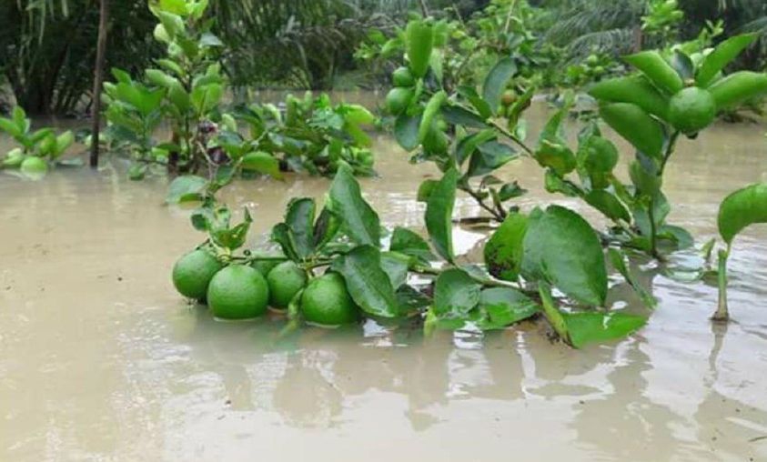 วิธีฟื้นฟูไม้ผล/ไม้ยืนต้นหลังประสบอุทกภัย