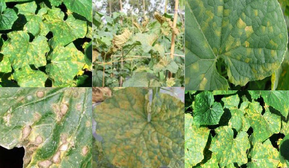 ระวัง โรคราน้ำค้าง