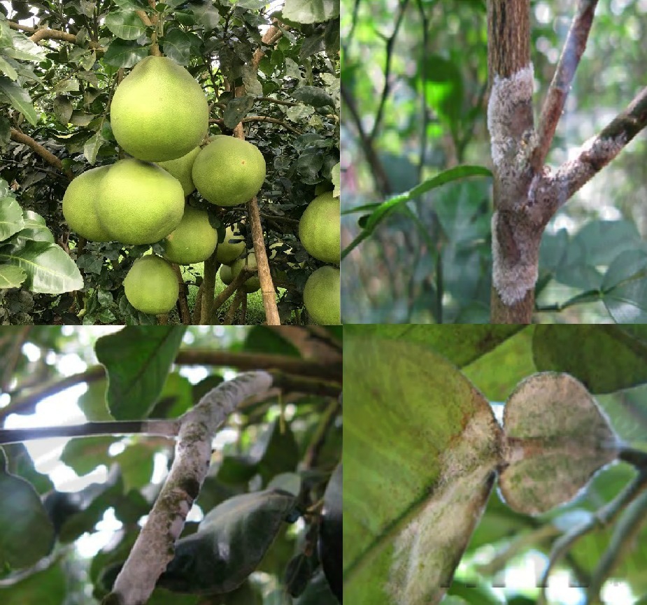 เตือนให้เฝ้าระวัง