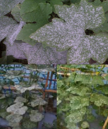 ระวังโรคราแป้ง(เชื้อราOidiumsp.)ในพืชตระกูลแตง