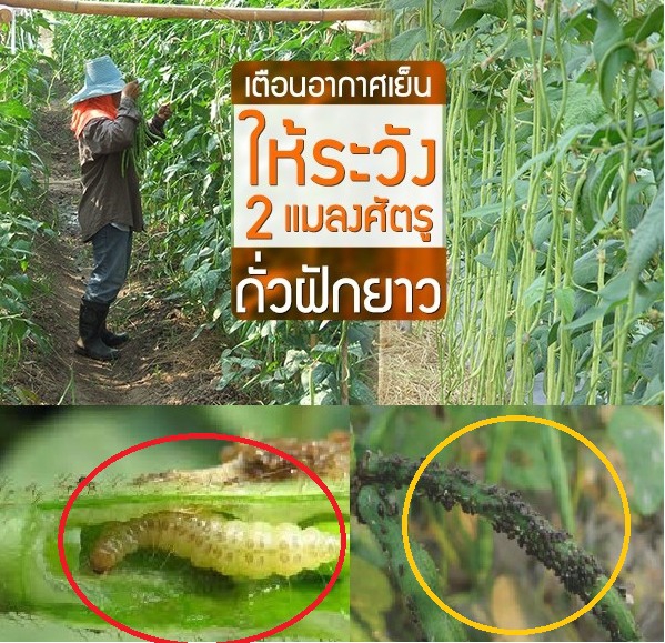 เตือนอากาศเย็นให้ระวัง !! 2 แมลงศัตรูถั่วฝักยาว