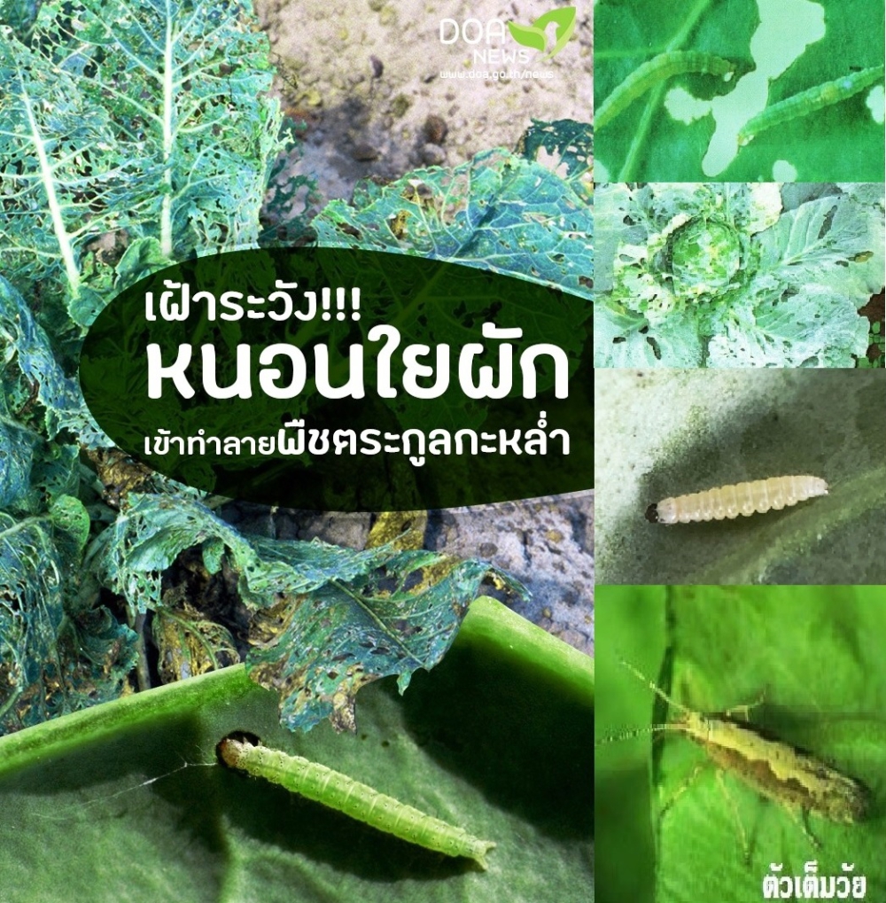 เตือนการเฝ้าระวัง