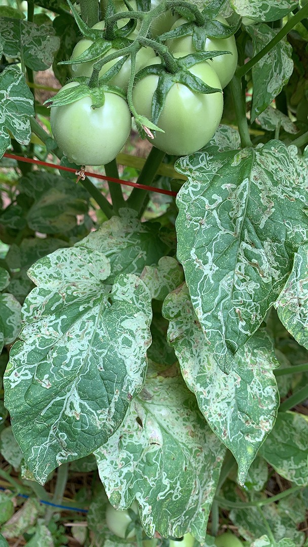 ระวังหนอนแมลงวันชอนใบและโรคเหี่ยวเขียวในแปลงมะเขือเทศ