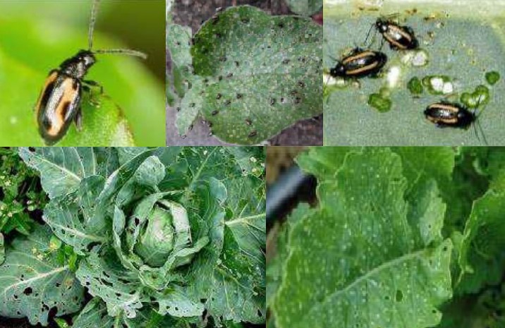 ระวังด้วงหมัดผักในพืชตระกูลกะหล่ำ