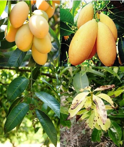 ระวัง โรคราดำ (เชื้อรา Capnodium sp., Meliola sp.) ในมะปราง มะยงชิด