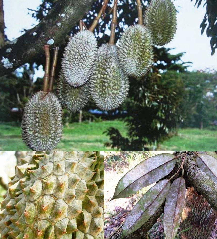ระวัง!! โรคราแป้ง (เชื้อรา Oidium sp.) ในทุเรียน